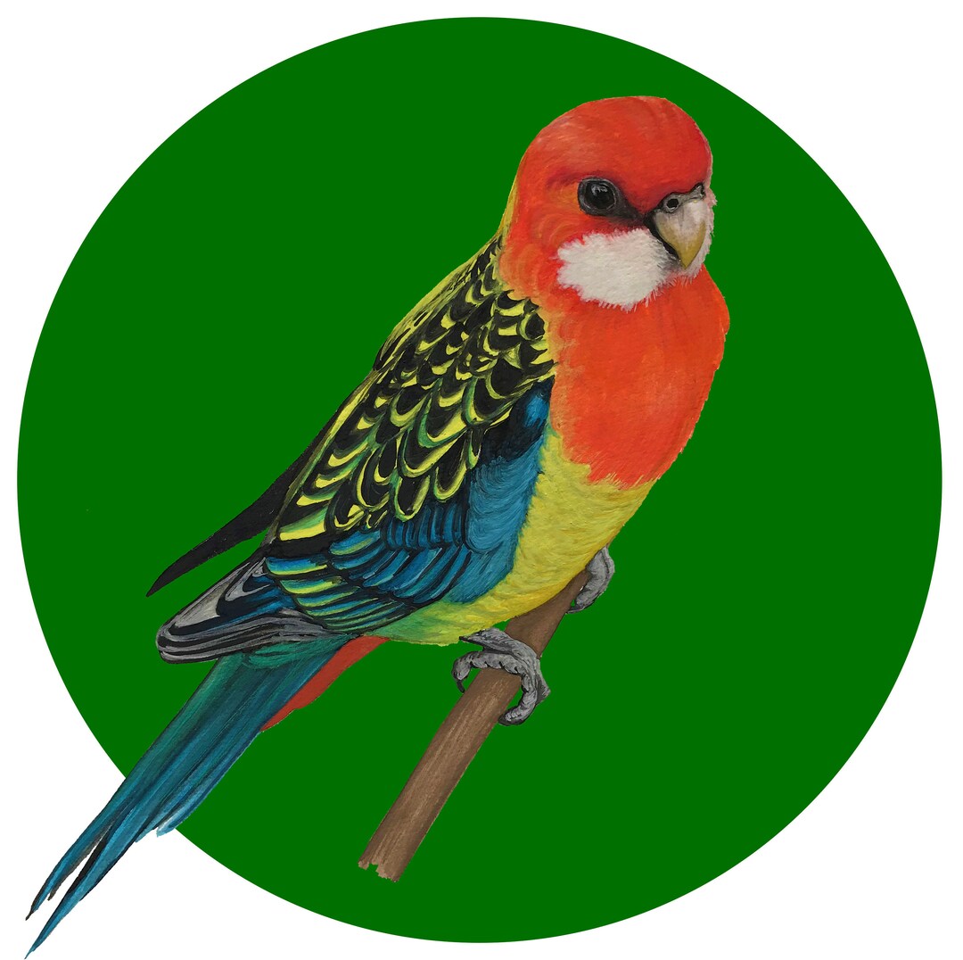 Eastern Rosella Gift Card - Etsy Israel