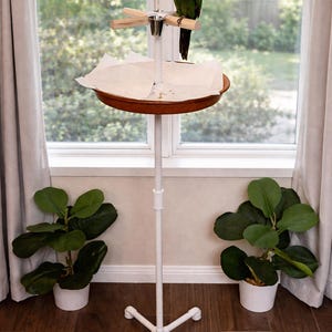 May include: A white parrot stand with a wooden perch, a small metal cup, and a brown tray. A green and black parrot is perched on the stand. The stand has a white base and is in front of a window.