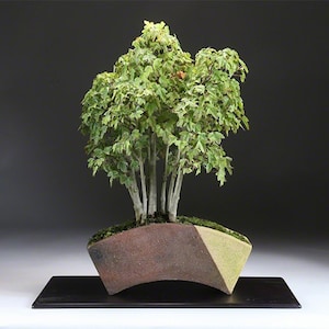 Wazakura Handmade Fan Shaped Bonsai Pot: Tokoname Clay (6.8 inch)