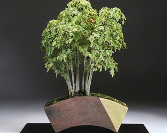 Wazakura Tokoname Series Handmade Fan Shaped Bonsai Pot with Drainage Holes 6.8 inch (174mm) Made in Japan