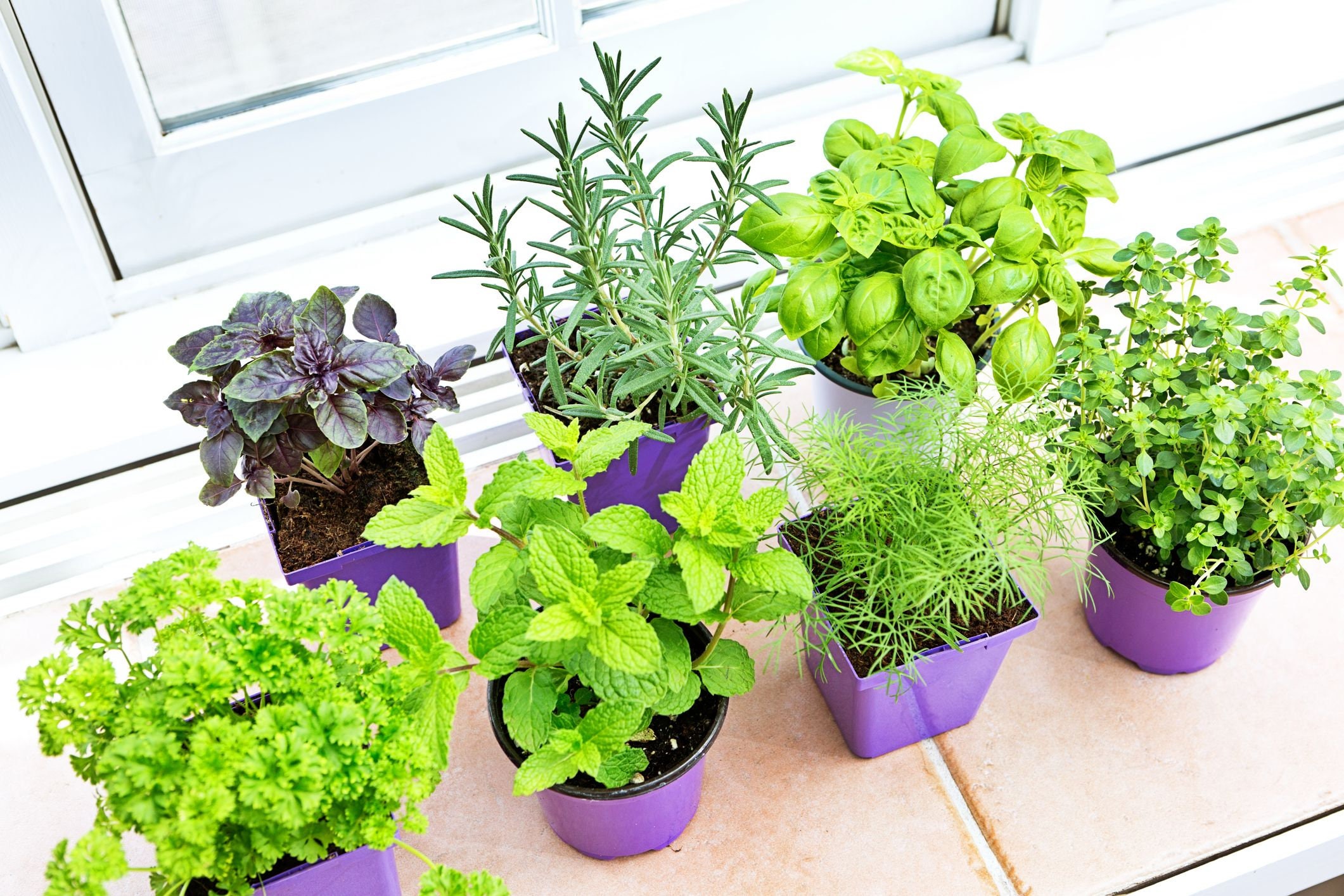 kitchen herb grow light