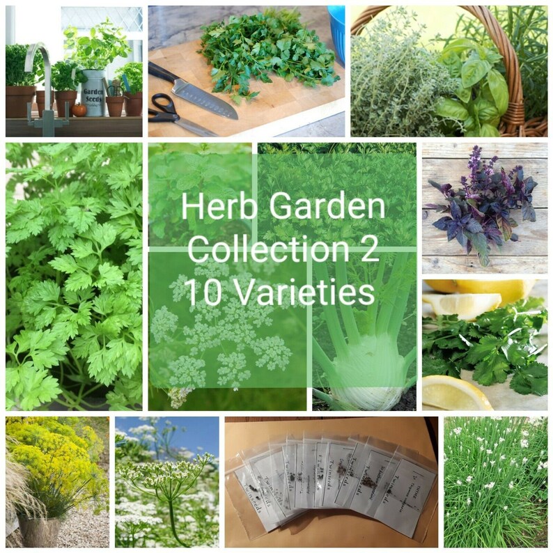 Kitchen Herb Garden Collection No2 10 Varieties. With Lots of Info for