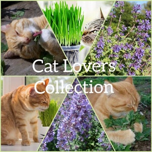 Cat Lovers Collection, Catnip seeds,lemon Catnip seeds,Dried Catnip,Grass Oats Seeds 15g,growing information Gift wrapped.
