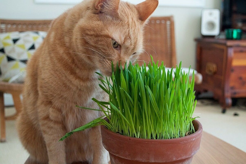 Organic Sweet Oat Grass Seeds Catpetsgrass Sprouting 20g Etsy UK