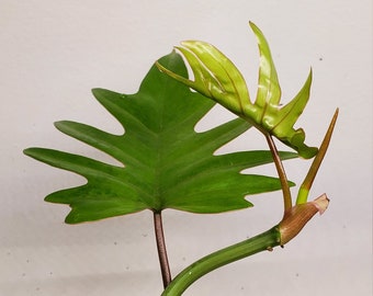Philodendron Bipennifolium Etsy