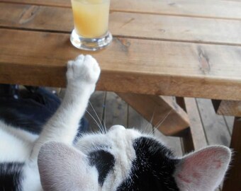 Könnte beinhalten: Ein Glas Orangensaft steht auf einem Holztisch, darunter eine schwarz-weiße Katze. Die Pfote der Katze ist zum Glas erhoben. Der Tisch besteht aus Holzbrettern.