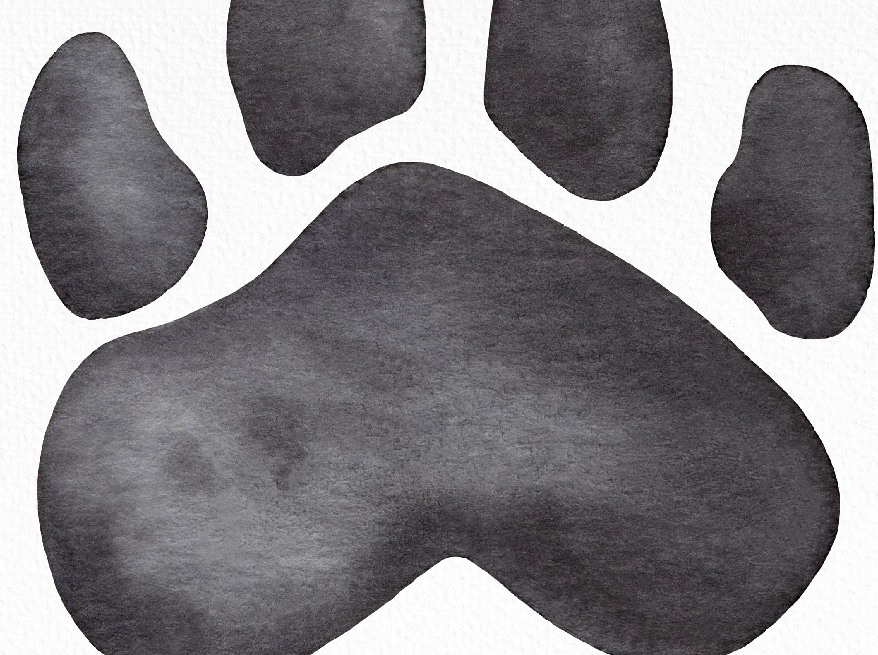 Watercolor Bear Paw Clipart, Black Bear Paw Print PNG - Etsy