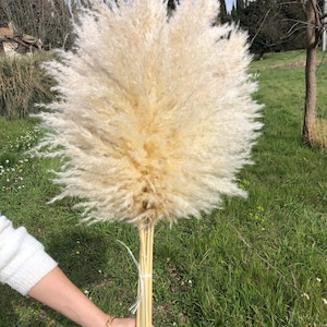 May include: A bouquet of dried pampas grass with long, feathery plumes in a light beige color. The stems are bundled together and tied with a string.