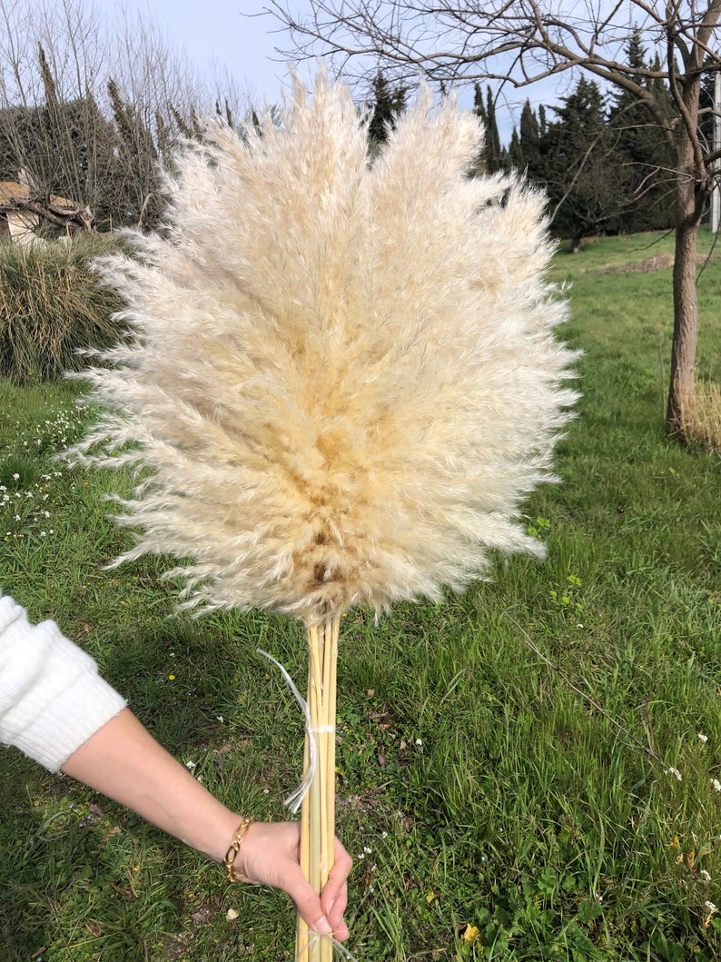 May include: A bouquet of dried pampas grass with long, feathery plumes in a light beige color. The stems are bundled together and tied with a string.