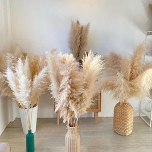 Natural fluffy dried pampas 115/120cm