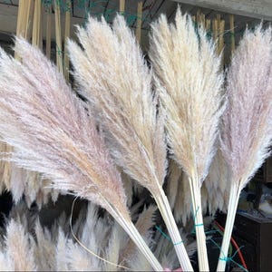 Natural fluffy dried pampas grass 115/120cm decoration image 9
