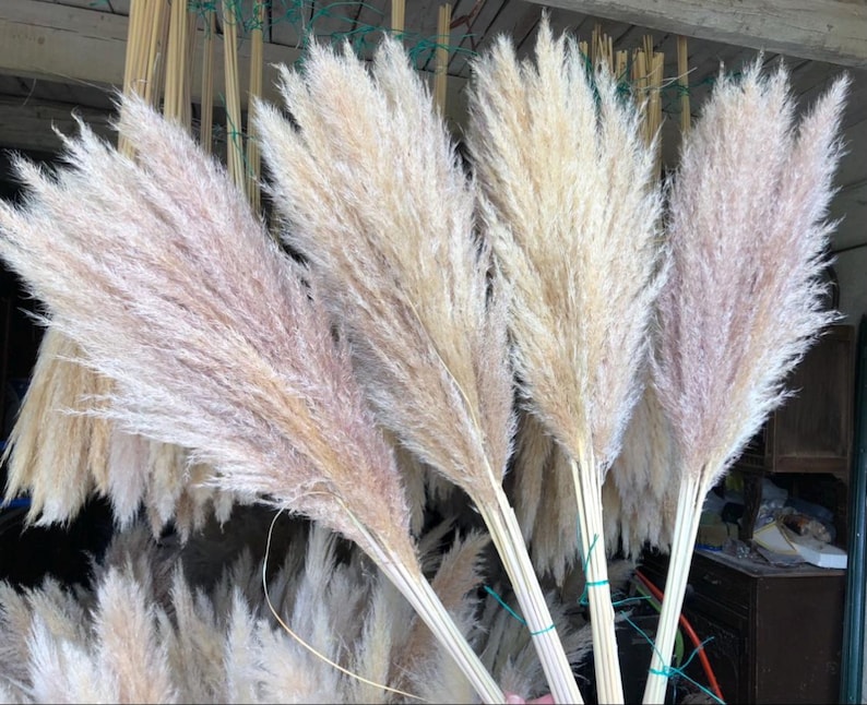 Natural fluffy dried pampas grass 115/120cm decoration image 9