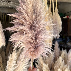 Natural fluffy dried pampas grass 115/120cm decoration image 4