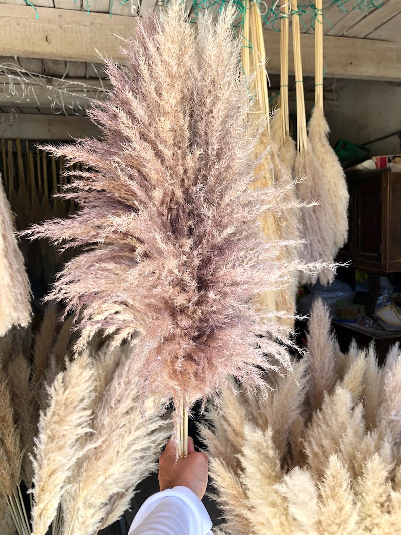 Natural fluffy dried pampas grass 115/120cm decoration image 4
