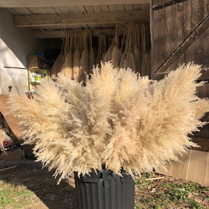 May include: A large bouquet of dried pampas grass in a black trash can. The grass is a light beige color and is arranged in a loose, natural style. The trash can is a standard size and has a black plastic finish.