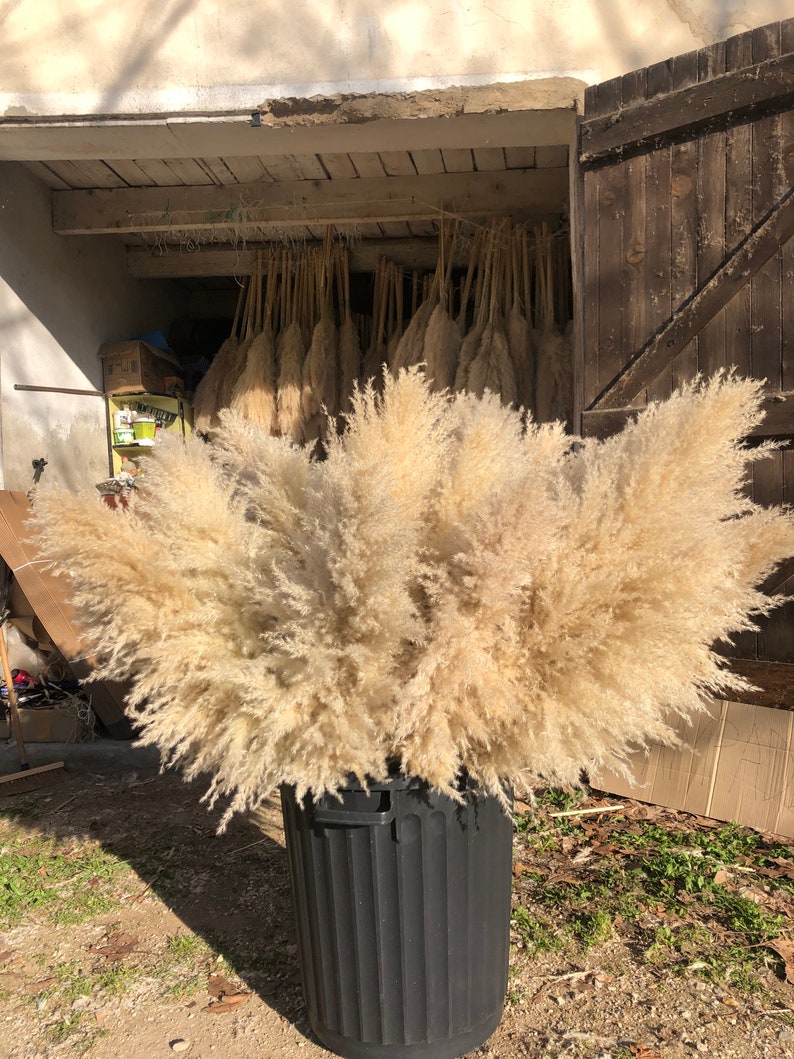 May include: A large bouquet of dried pampas grass in a black trash can. The grass is a light beige color and is arranged in a loose, natural style. The trash can is a standard size and has a black plastic finish.