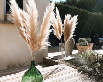 Natural dried pampas grass, 90cm to 110/115cm