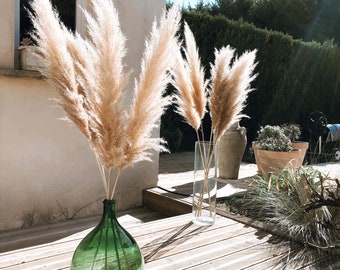 Pampas dried feathers light camel beige 80cm to 110/115cm