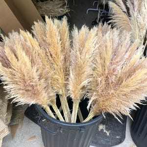 Natural fluffy dried pampas grass 115/120cm decoration image 3