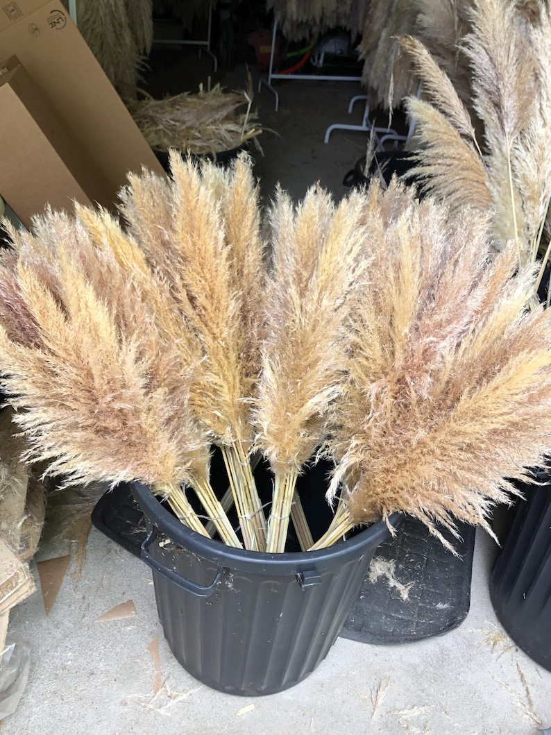 Natural fluffy dried pampas grass 115/120cm decoration image 3
