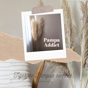 May include: A close-up of dried pampas grass stems in a white frame with the text "Pampa Addict" and the caption "Tiges de Pampas s&eacute;ch&eacute;es" below the frame.