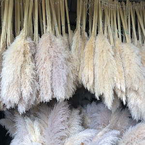 May include: A large collection of dried pampas grass plumes, hanging from a ceiling, with the tips of the plumes facing downwards. The plumes are a light beige color.