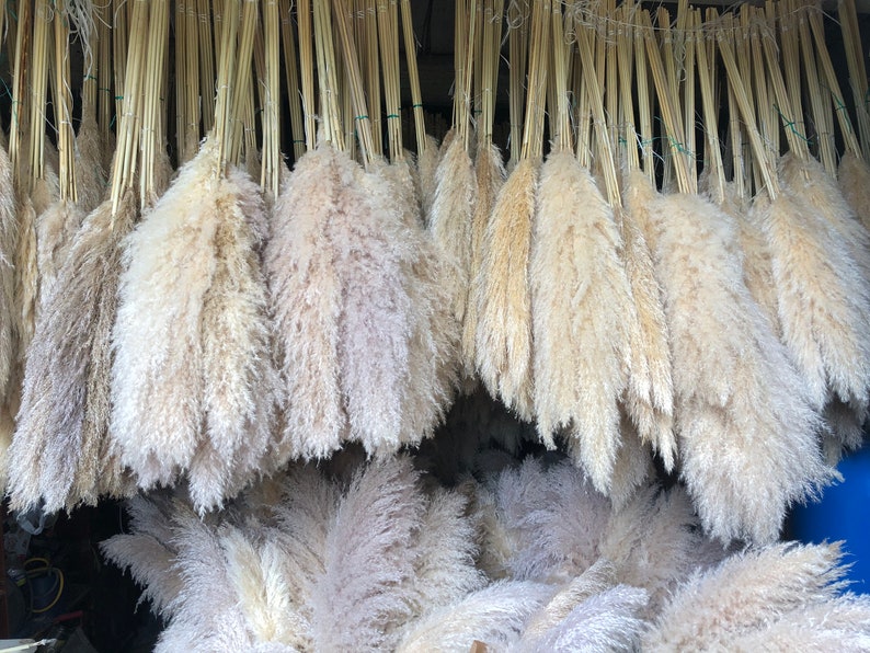 May include: A large collection of dried pampas grass plumes, hanging from a ceiling, with the tips of the plumes facing downwards. The plumes are a light beige color.