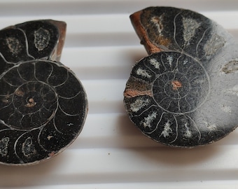 Natural Brown Ammonite Pair - 41.00 Ct Crystal Collector's Mineral
