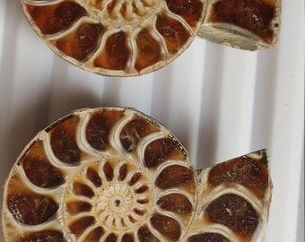 Ammonite Pair - 153.00 Ct / Natural Brown Ammonite Pair Crystal Collector's Mineral for Display, Healing Crystal Ammonite Jewelry Making