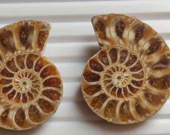 Ammonite Pair - 140.00 Ct / Natural Brown Ammonite Pair Crystal Collector's Mineral for Display, Healing Crystal Ammonite Jewelry Making