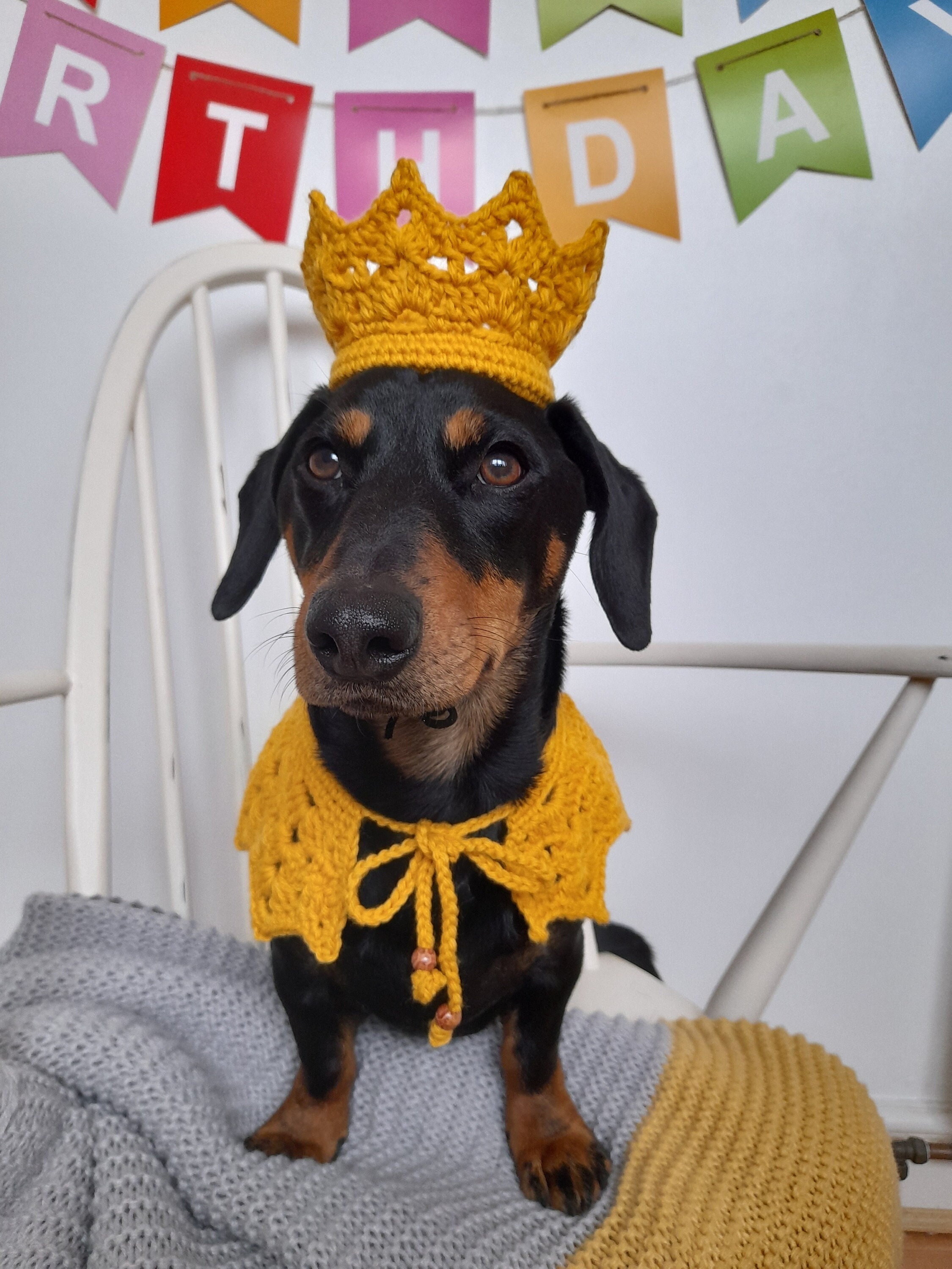 10+ Dog Birthday Dress