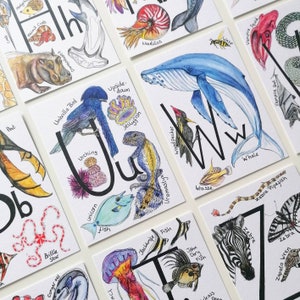 Flashcards de letras individuais do Alfabeto Animal Menagerie de A a Z. Conjuntos personalizados, arte de nome ou letras adicionais.