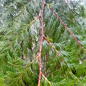 Western red cedar branches 15 pieces image 2