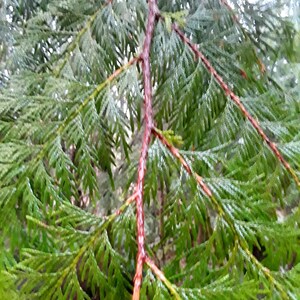 May include: Close-up of a green cedar tree branch with a red-brown stem. The branch is covered in small, green needles.