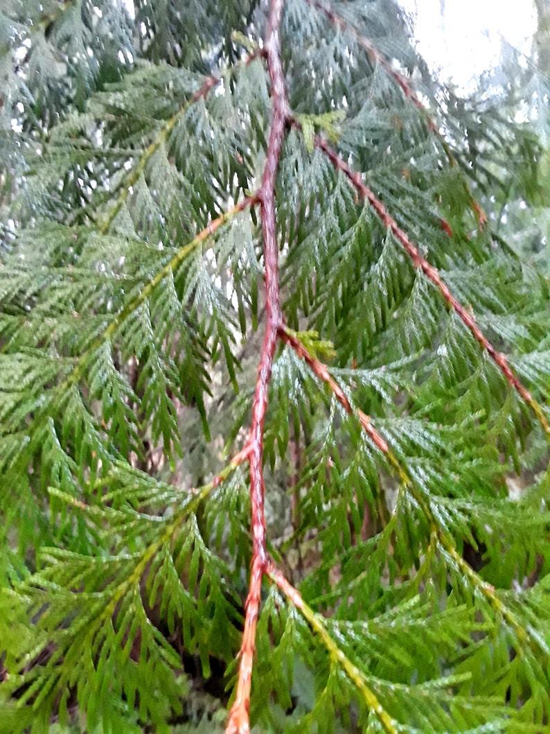 Western red cedar branches 15 pieces image 2