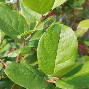 May include: Close-up of vibrant green leaves with textured surfaces. The leaves are oval-shaped and arranged on reddish-brown stems. The image is well-lit, highlighting the details of the foliage.