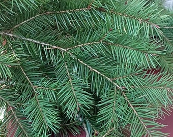 Douglas Fir Fresh Cuttings - 8", 12", 20" 10 pcs per order
