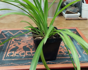 Airplane/spider Plant Sprouts - Etsy