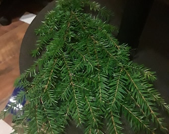 Western hemlock cuttings (10 piece)