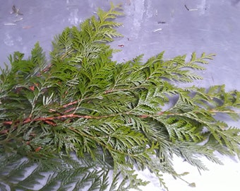 Western red cedar branches (15 pieces)