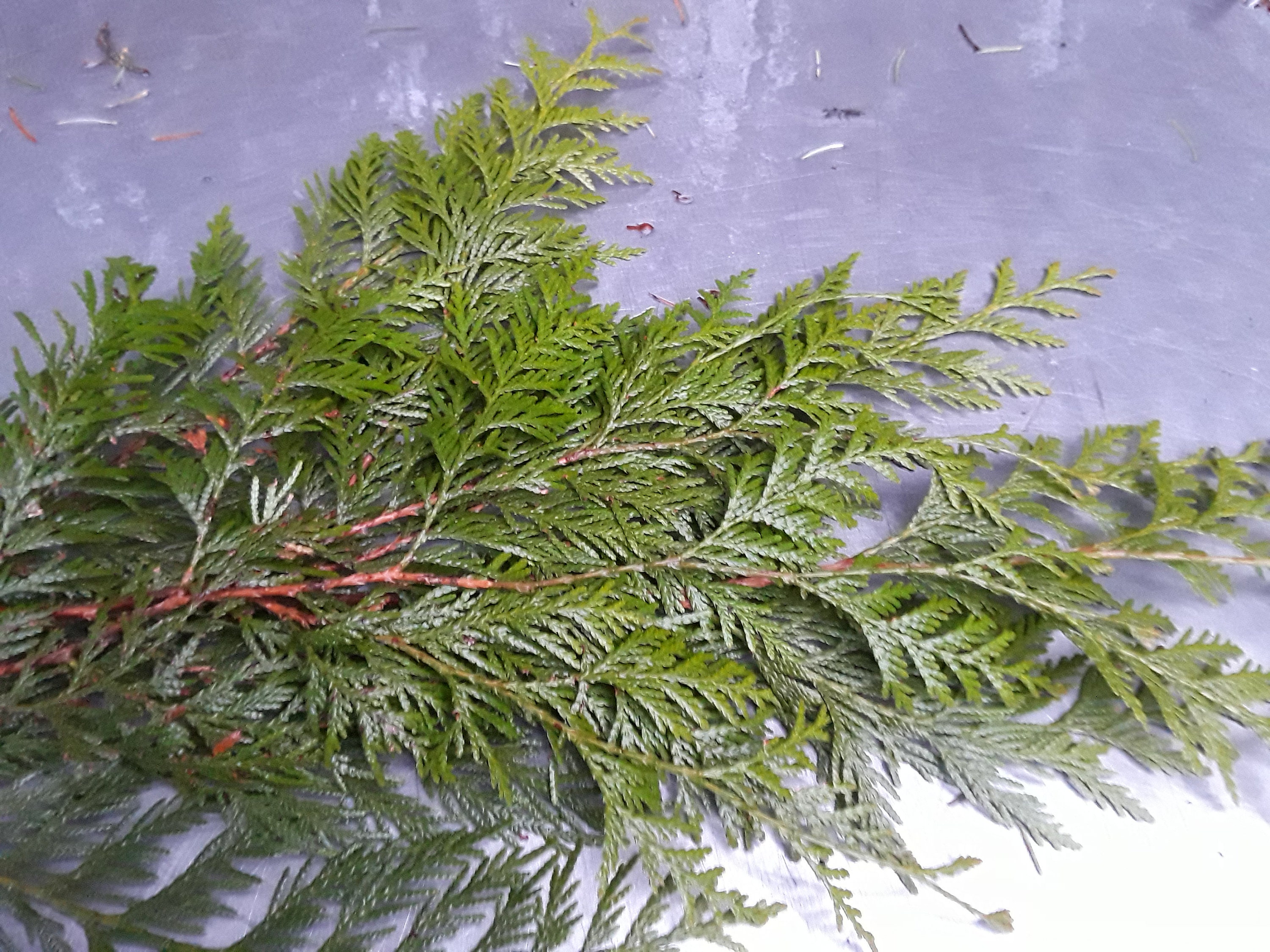 Western Red Cedar Branches 15 Pieces Etsy