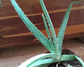 aloe vera for infants Buy Baby Aloe Vera Gel Pure main image 1