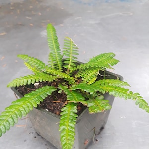 May include: A vibrant green fern plant in a dark square pot. The fern has multiple fronds with small, detailed leaves. The pot sits on a gray surface, with a blurred green background.