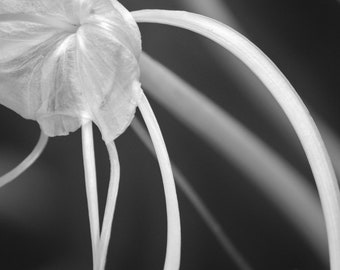 Silent Song - Black and White Nature Photography - Flower Photography