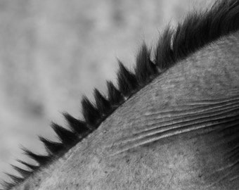 Stable - Horse Photography, Equine, Black and White Abstract Photography, Macro, Horse's Mane