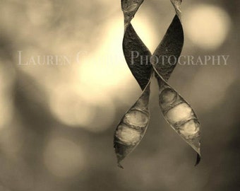 Symbiosis - Sepia Nature Photography, Sepia Toned Fine Art Photography - 5" x 7"