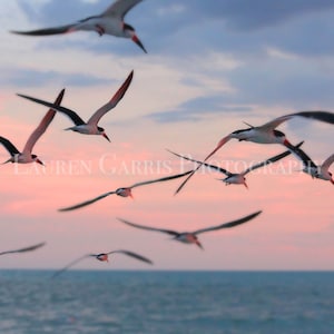 Birds of a Feather - Seagull Photography - Color Beach Photography