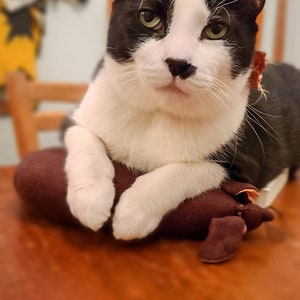 Tarocchi del gatto grasso. Fai leggere la tua fortuna al mio gatto. Estrazione di 7 carte