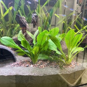 Coconut Cave, Aquarium Decoration, Natural Fish
Hide, Betta Cave, Aquarium Cave, Fish Hideaway,
Shrimp House, Pleco Hide, Crab Cave, Frog Hide,
Nano Tank Decor, Tank Accessories, Natural
Reptile Hide