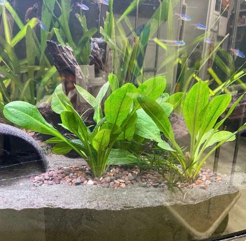 Coconut Cave, Aquarium Decoration, Natural Fish
Hide, Betta Cave, Aquarium Cave, Fish Hideaway,
Shrimp House, Pleco Hide, Crab Cave, Frog Hide,
Nano Tank Decor, Tank Accessories, Natural
Reptile Hide